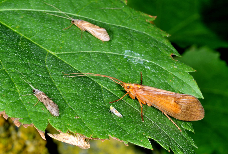 Micropterna di Toano (RE)